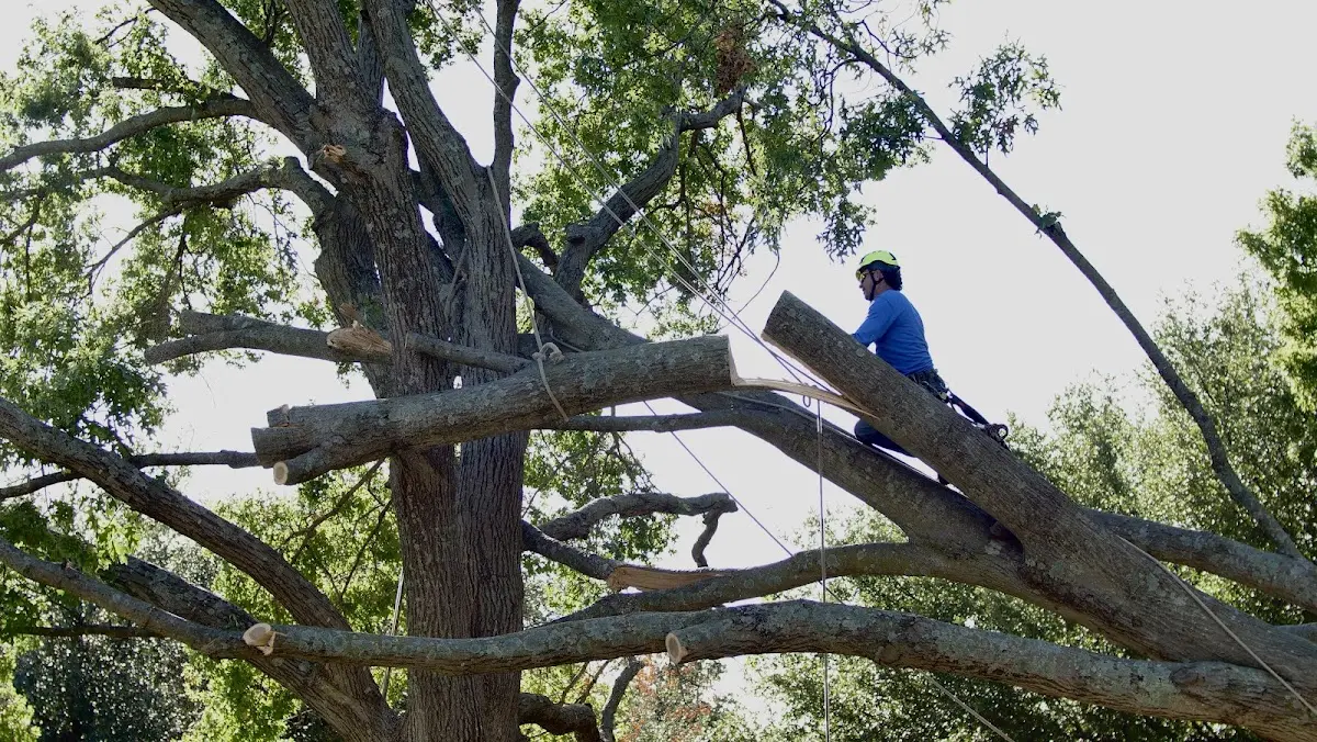 Professional Crown Thinning performed by certified arborists in Naples